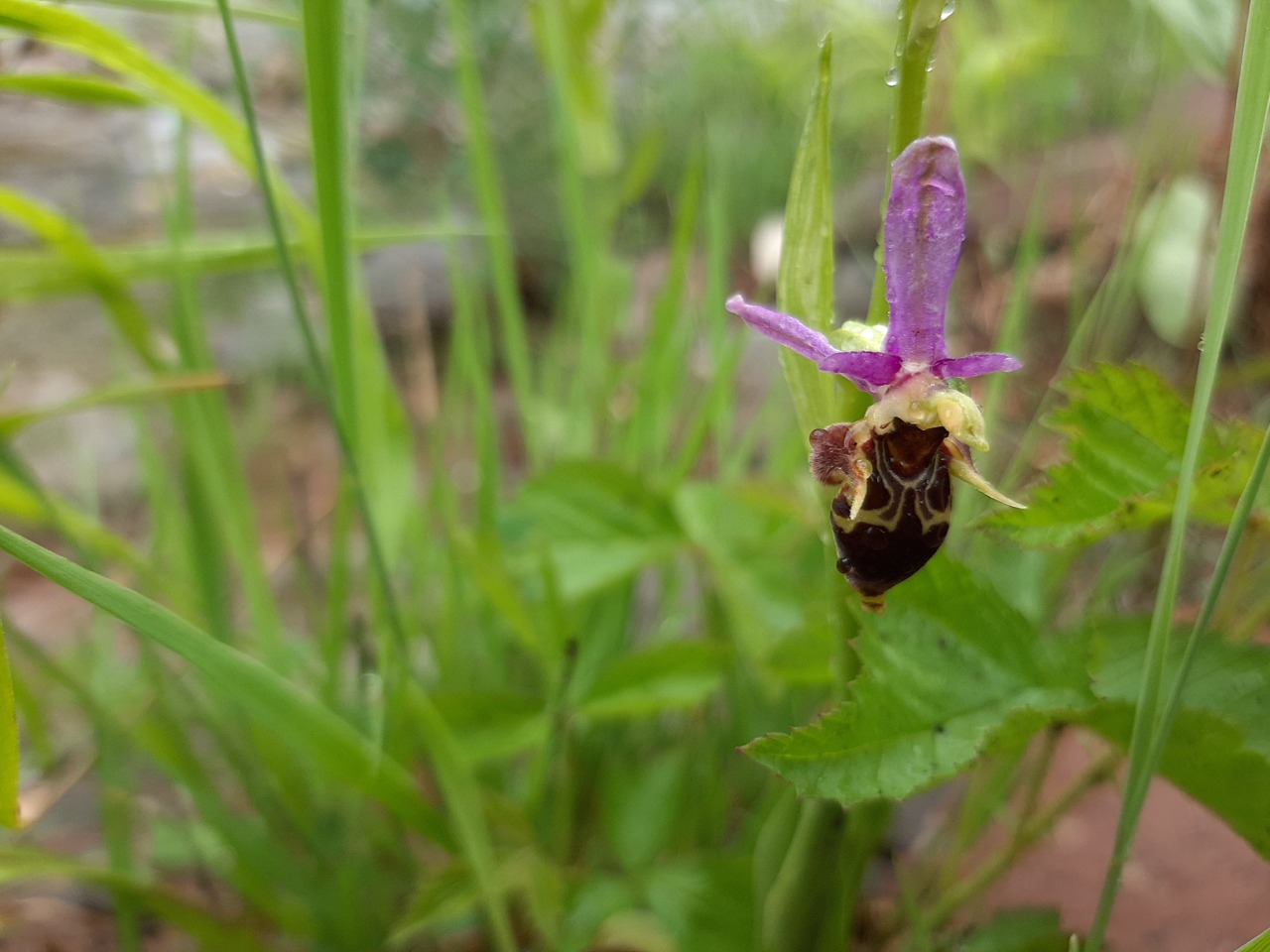 Ophrys phrygia