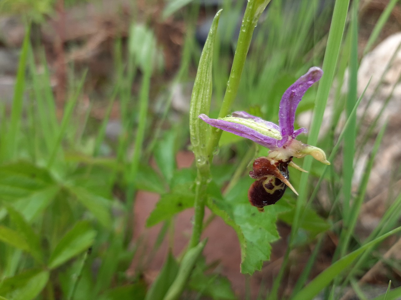 Ophrys phrygia