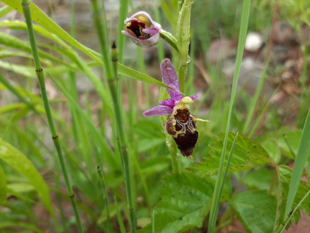 Ophrys phrygia