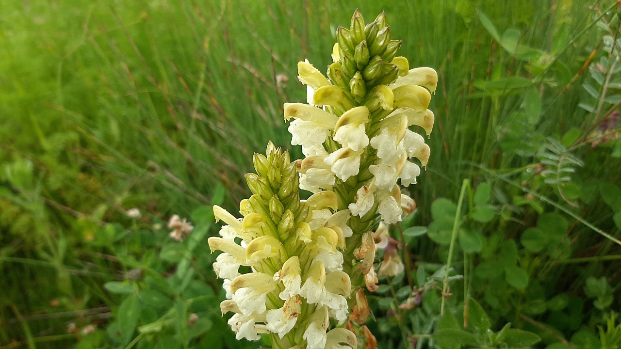 Pedicularis comosa