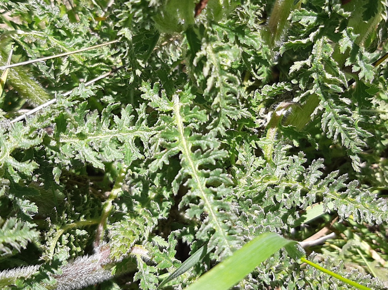 Pedicularis comosa