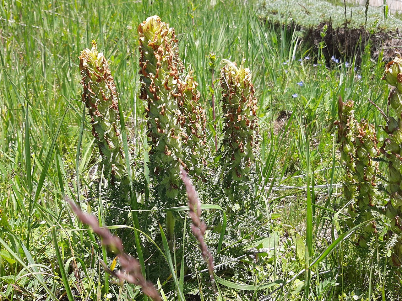 Pedicularis comosa