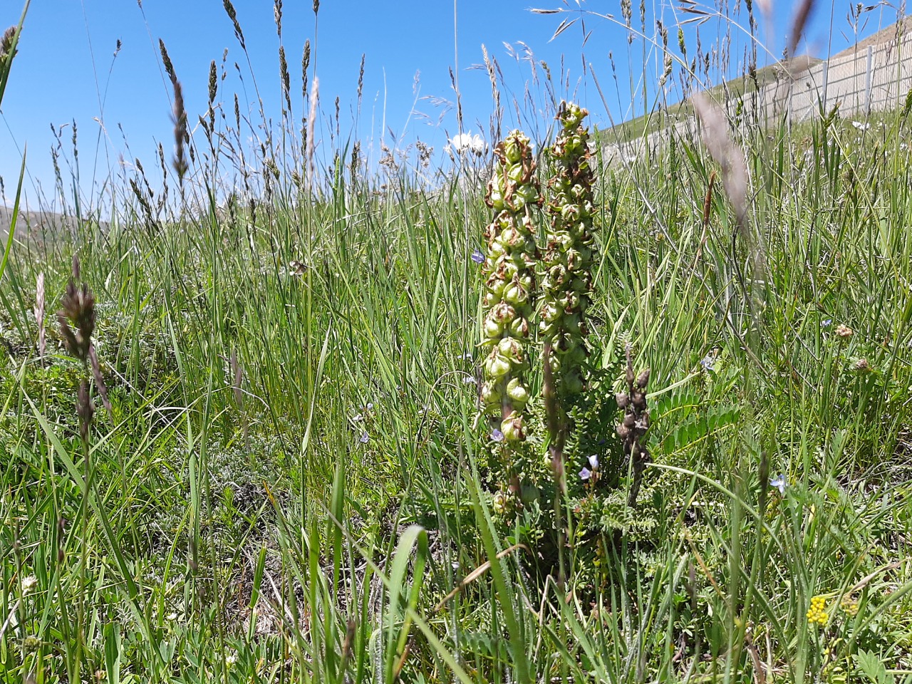 Pedicularis comosa