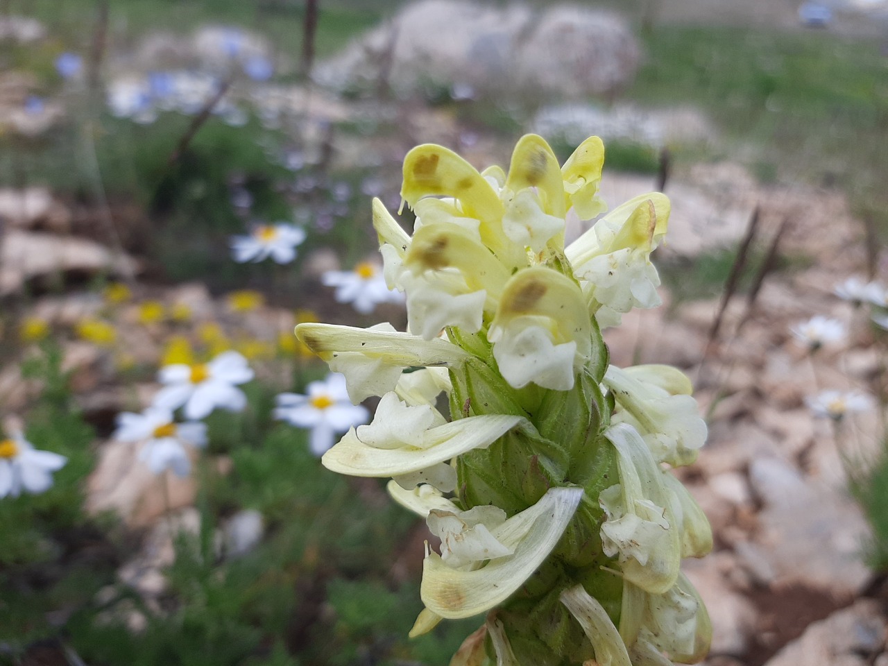 Pedicularis comosa var. acmodonta