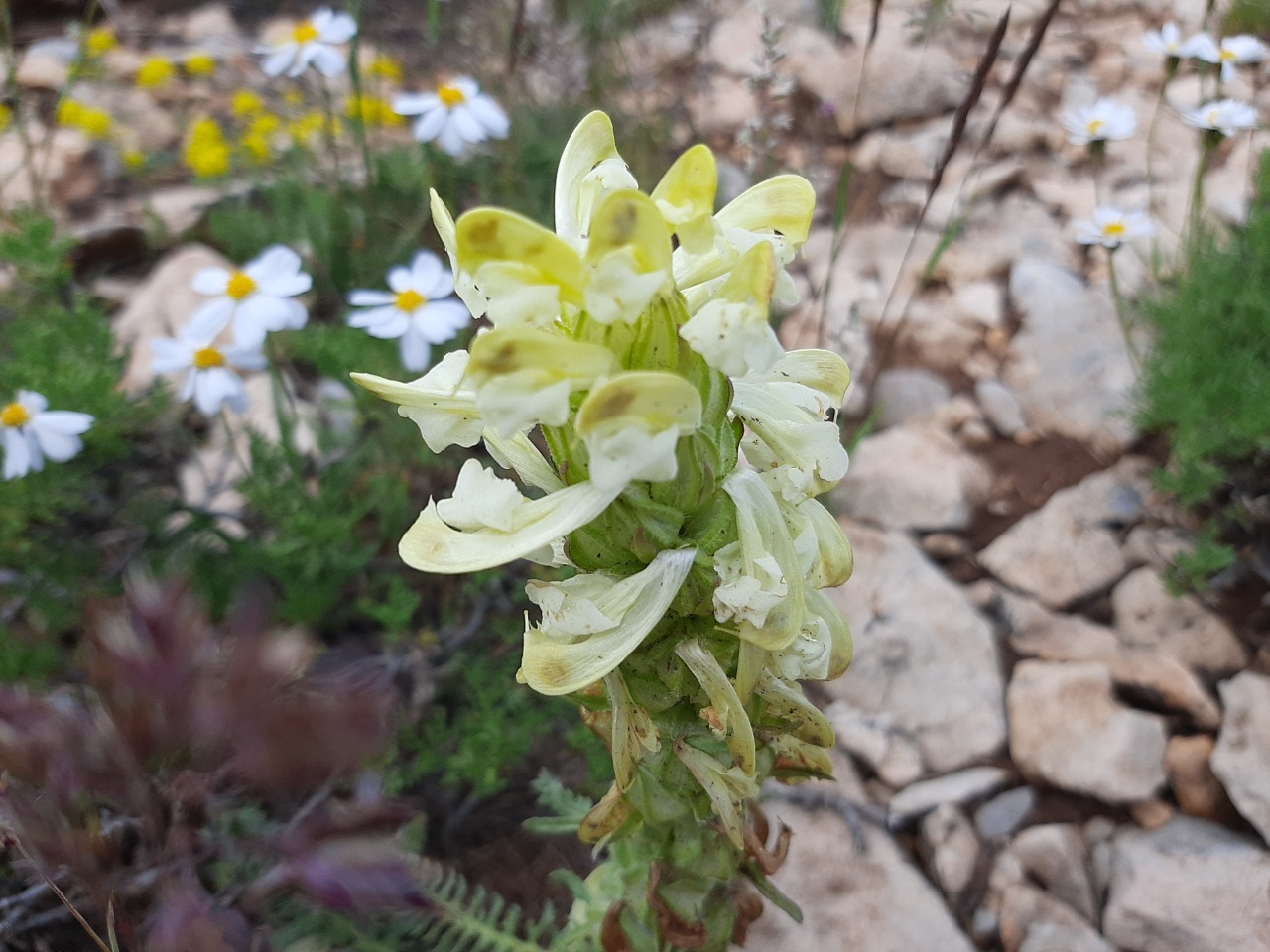 Pedicularis comosa var. acmodonta