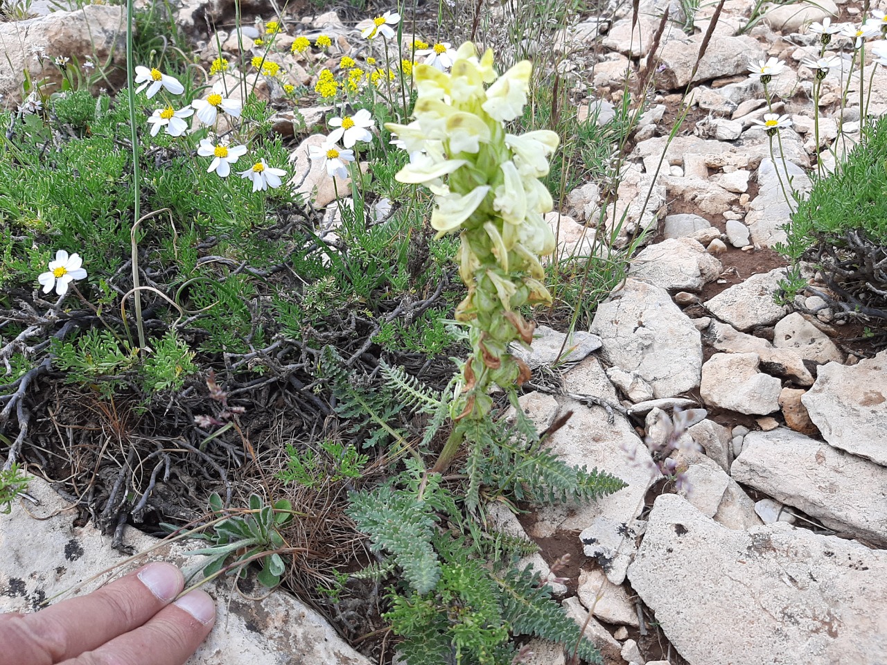 Pedicularis comosa var. acmodonta