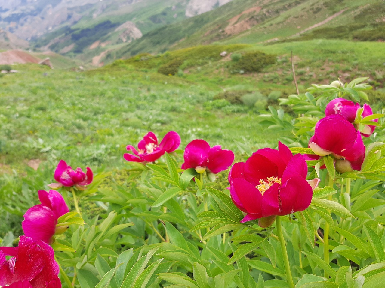 Paeonia arietina