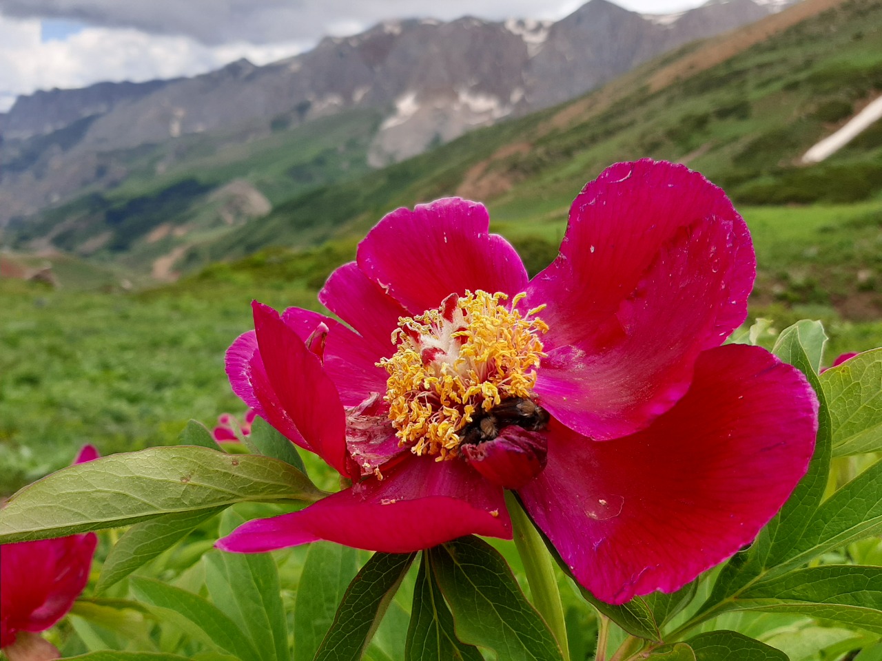 Paeonia arietina