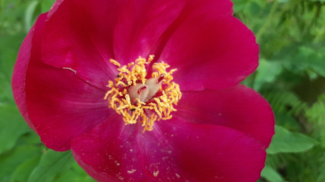 Paeonia arietina