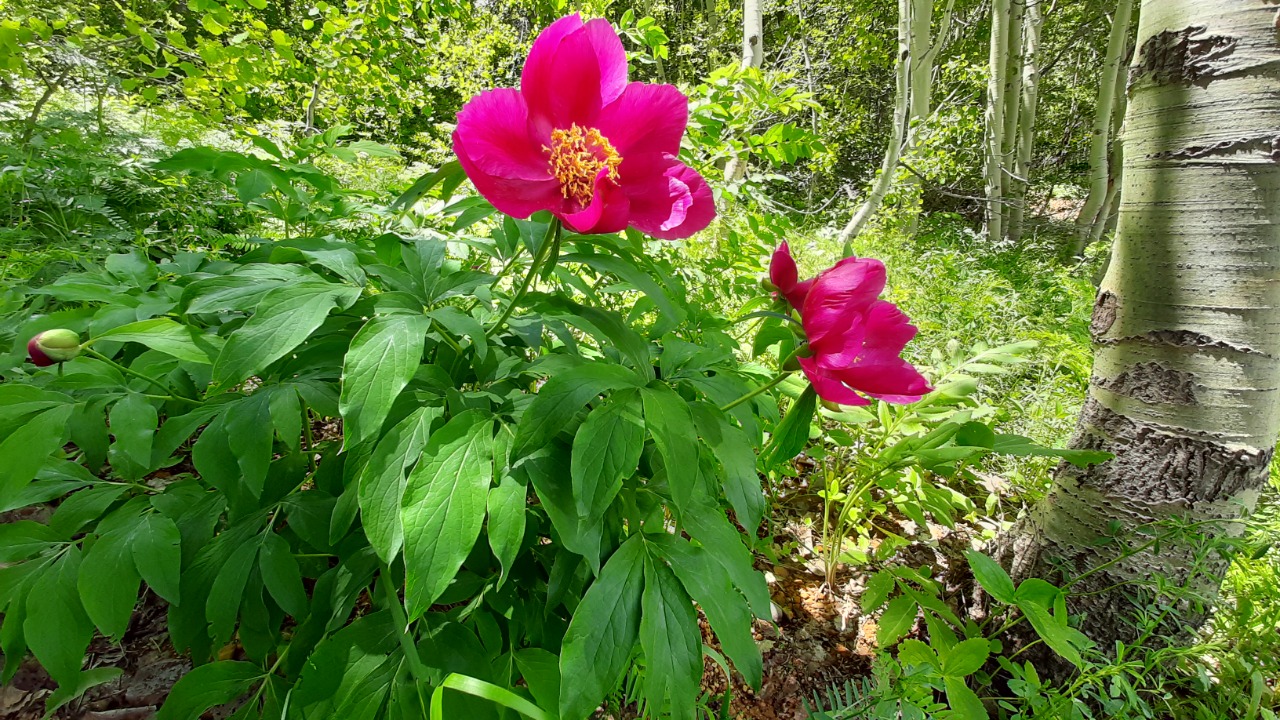 Paeonia arietina