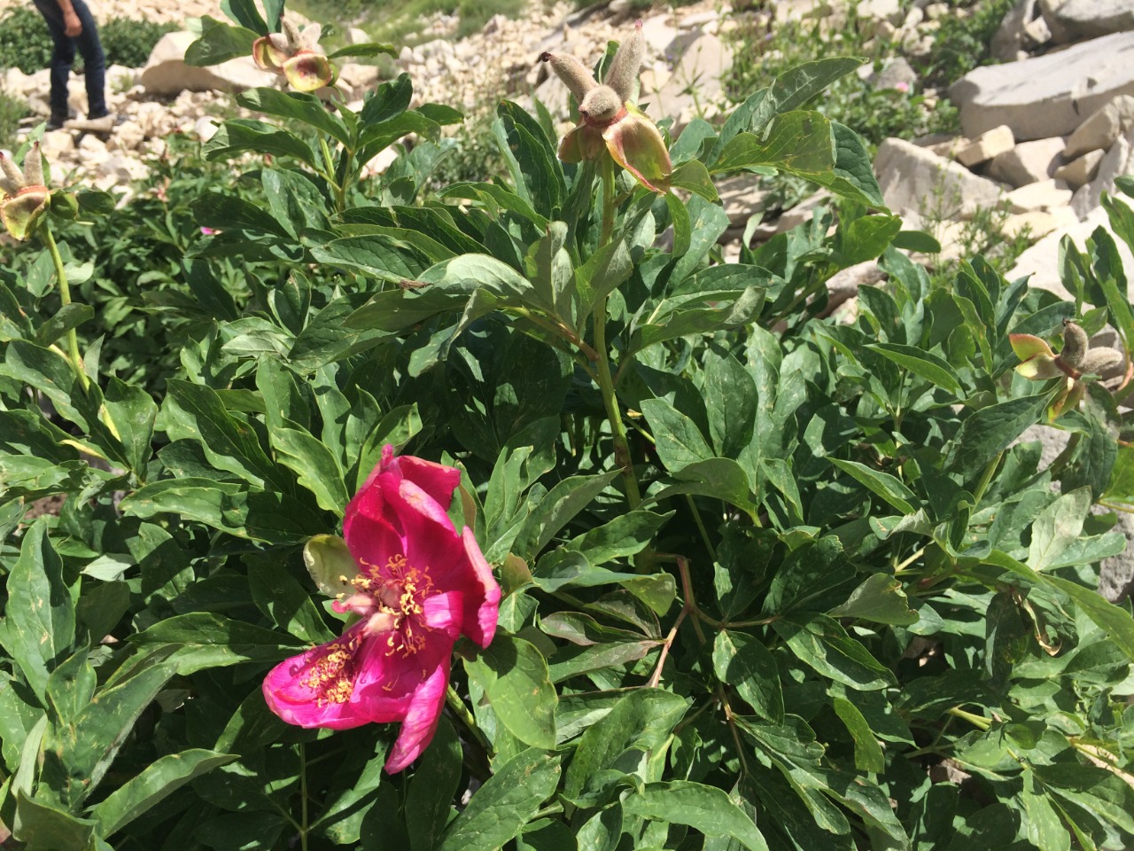 Paeonia arietina