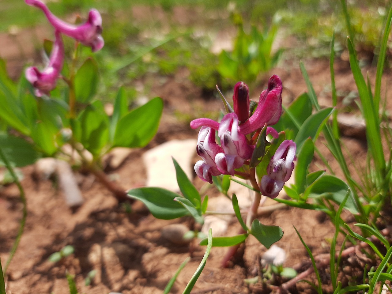 Corydalis erdelii