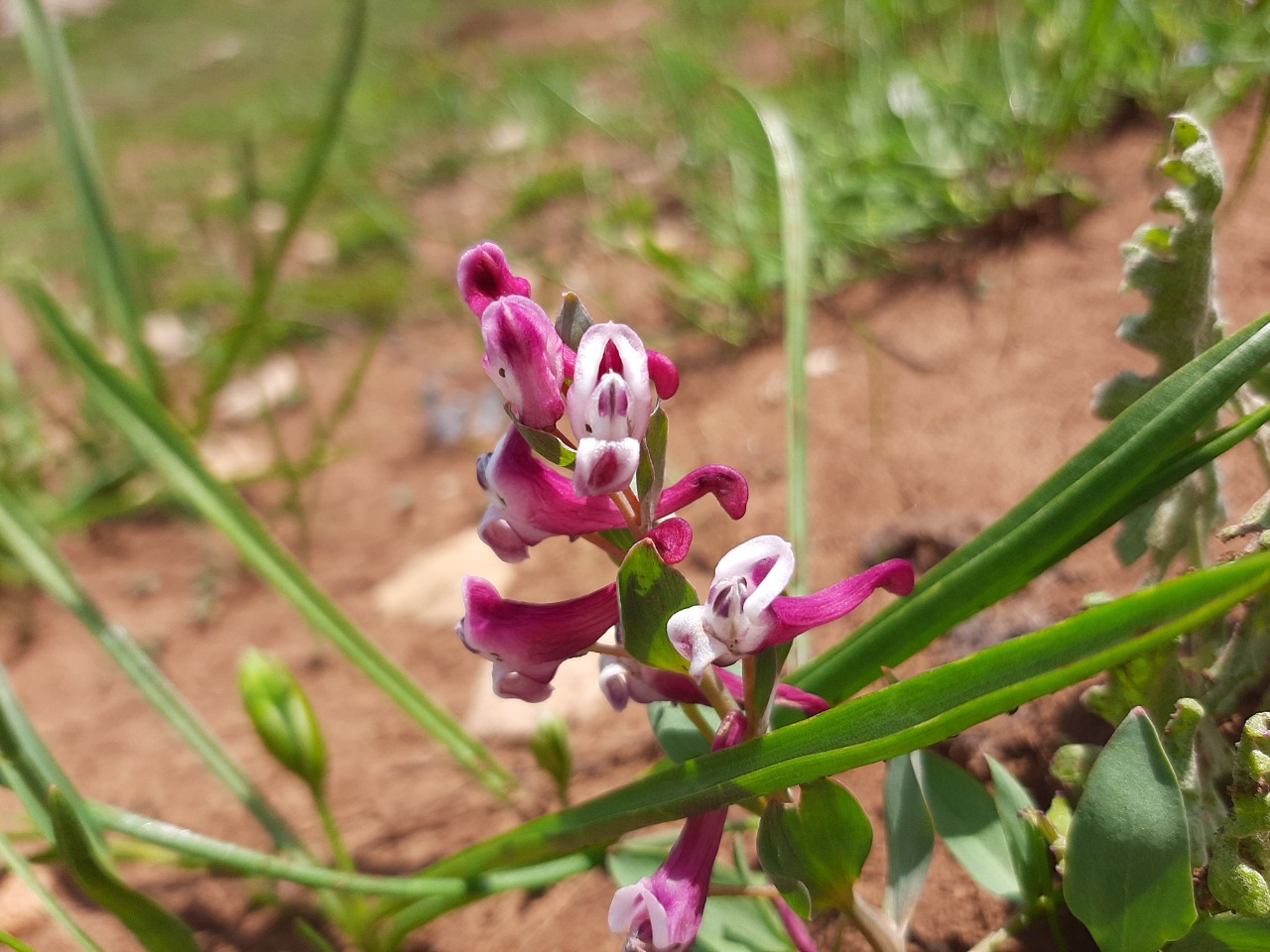 Corydalis erdelii