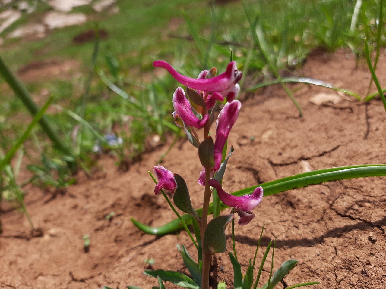 Corydalis erdelii