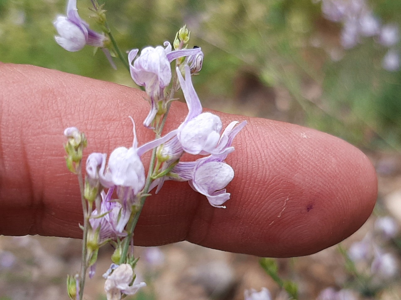 Linaria corifolia
