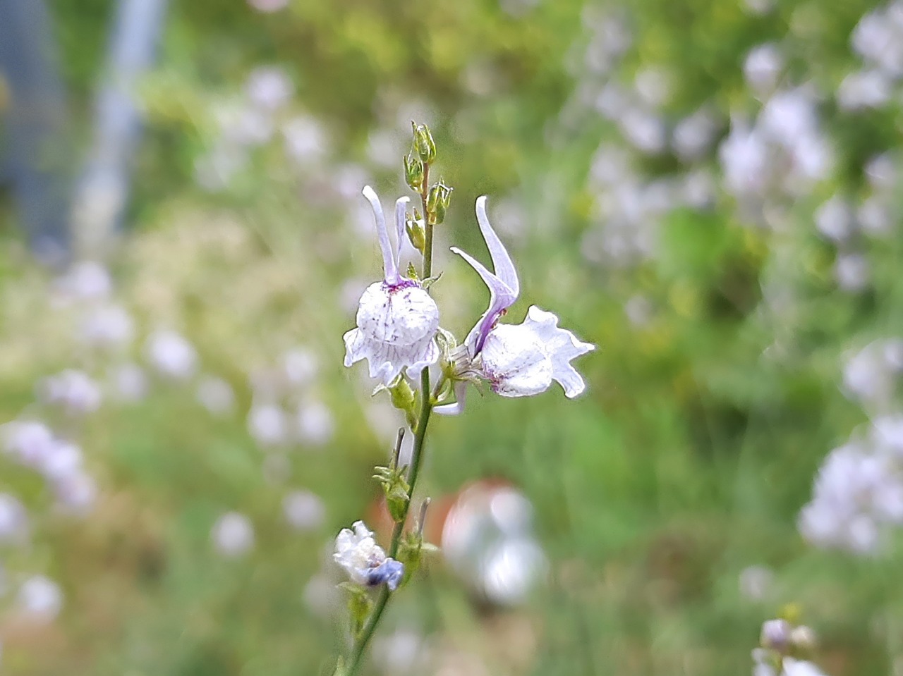 Linaria corifolia