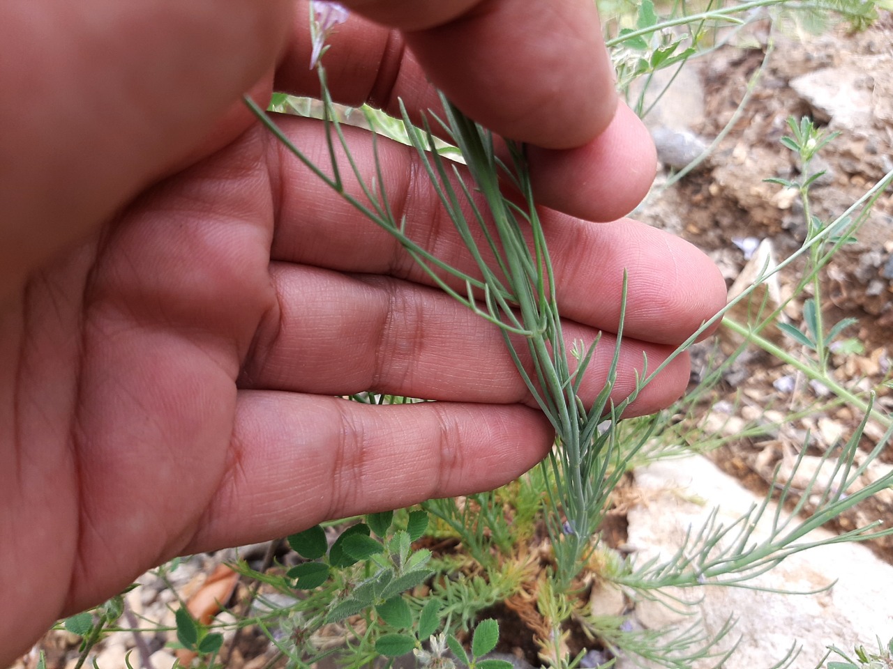 Linaria corifolia