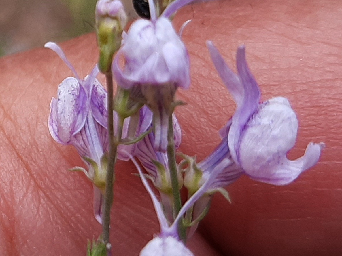 Linaria corifolia