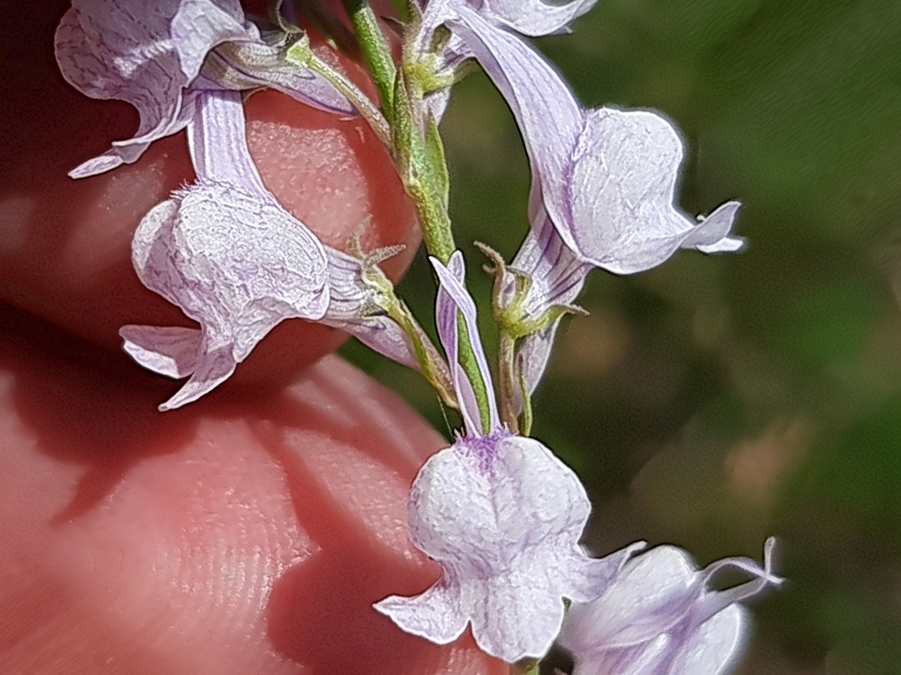 Linaria corifolia