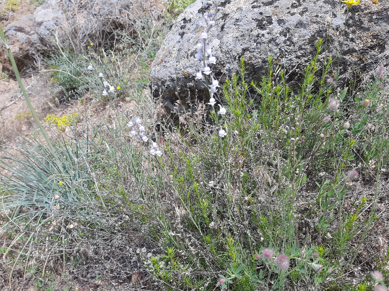 Linaria corifolia