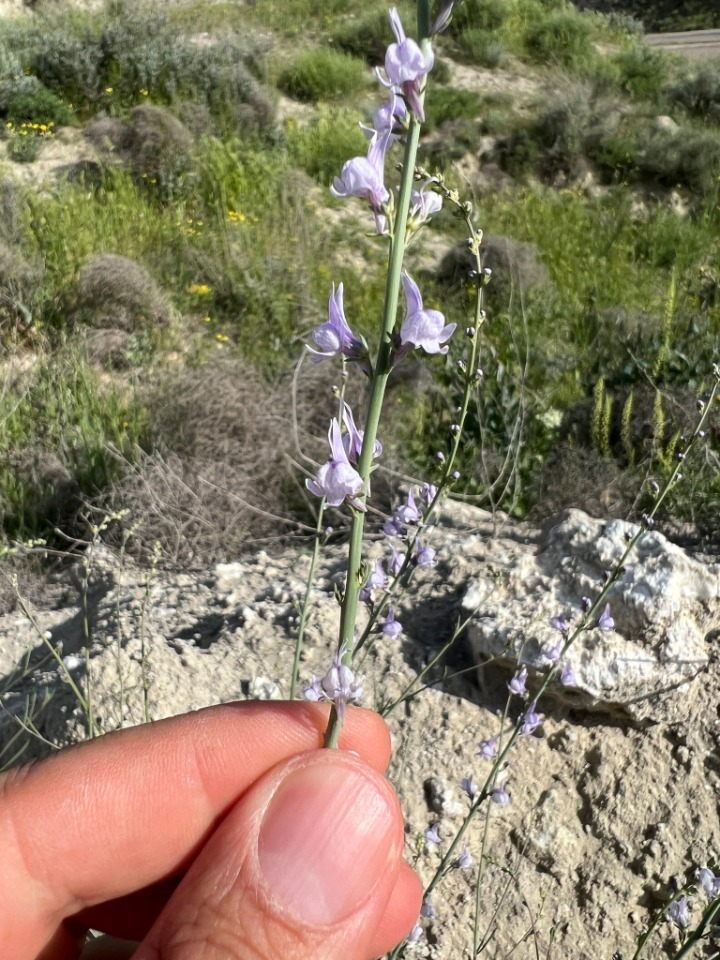 Linaria corifolia