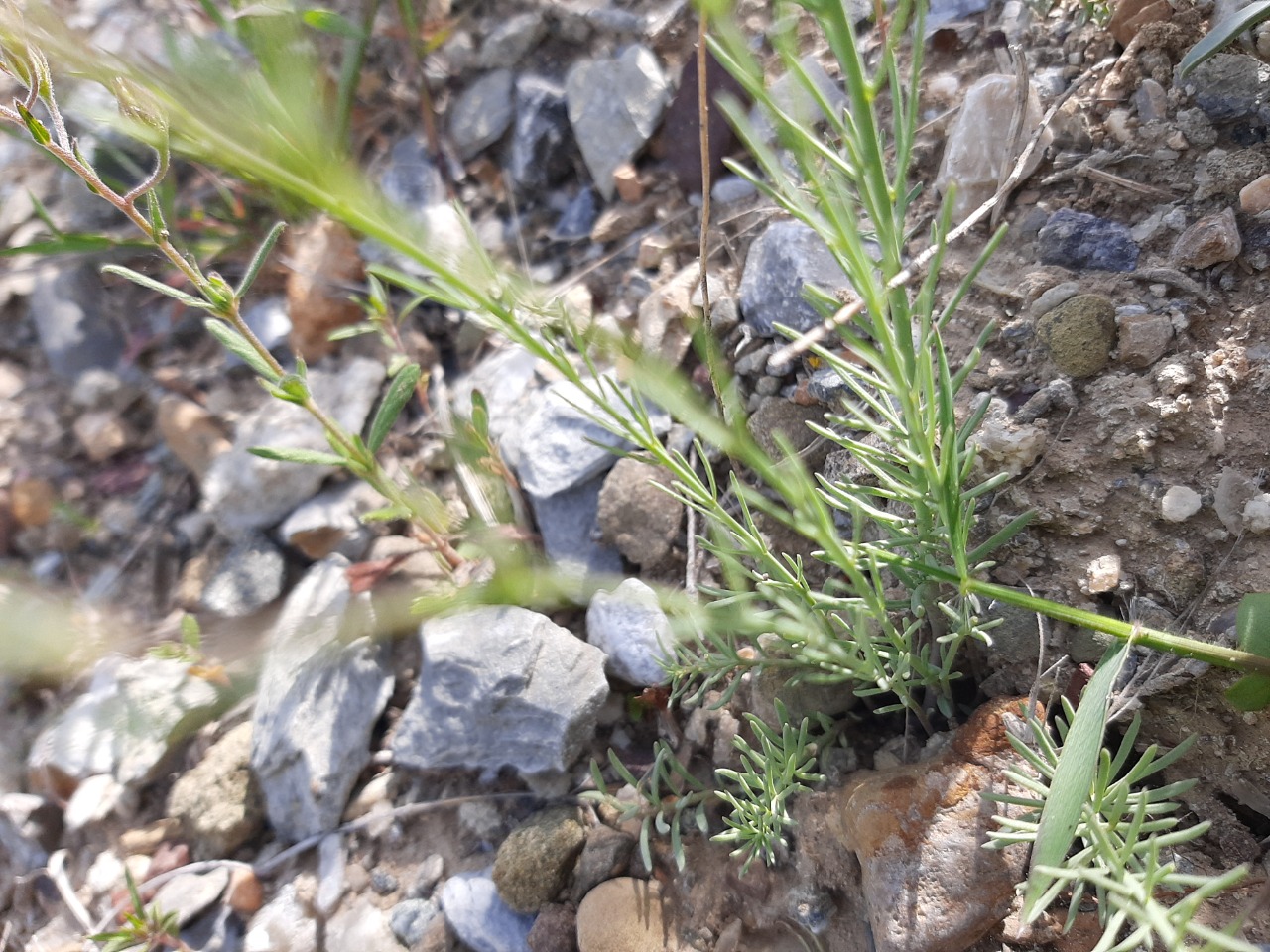 Linaria corifolia