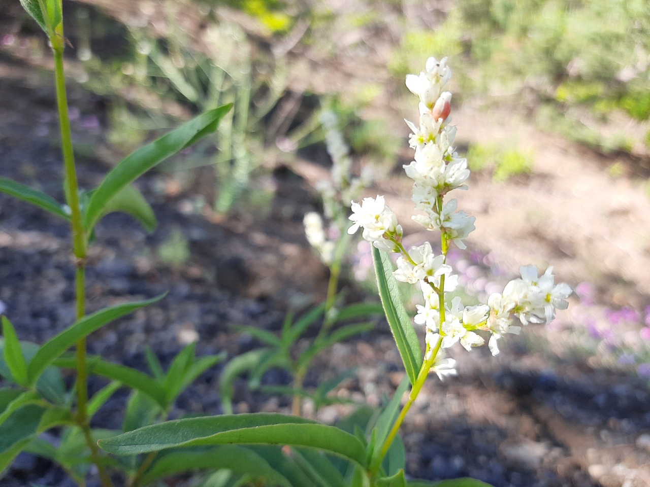 Polygonum alpinum