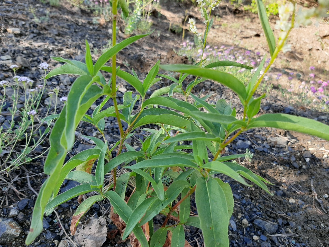 Polygonum alpinum