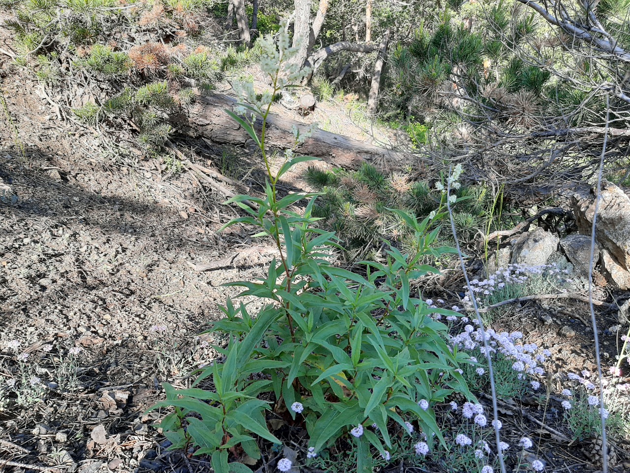 Polygonum alpinum