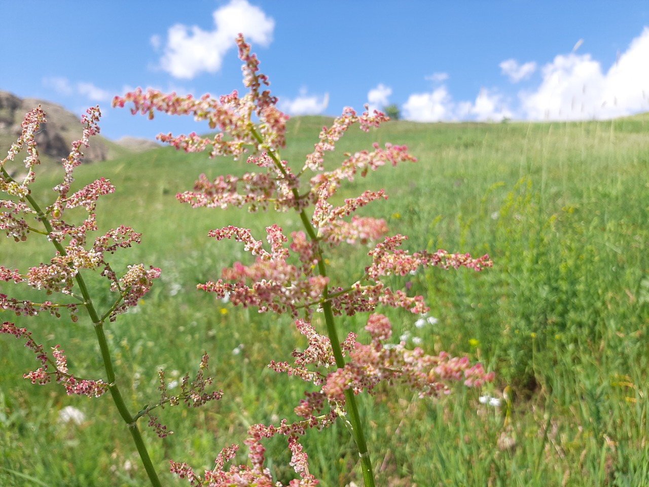 Rumex acetosella