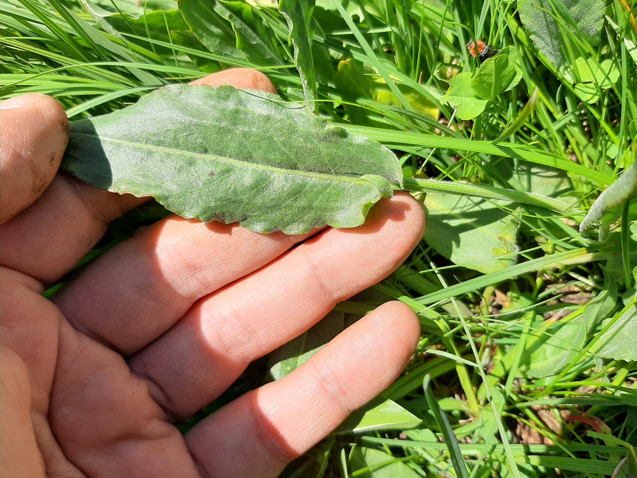 Rumex acetosella