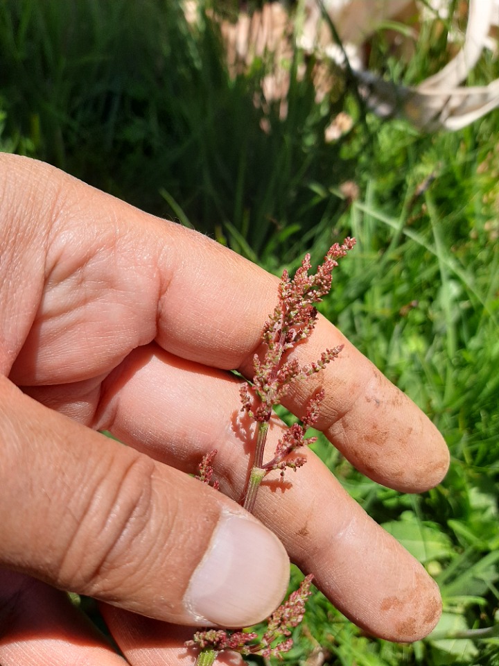 Rumex acetosella