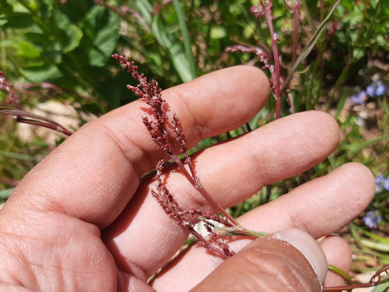 Rumex acetosella