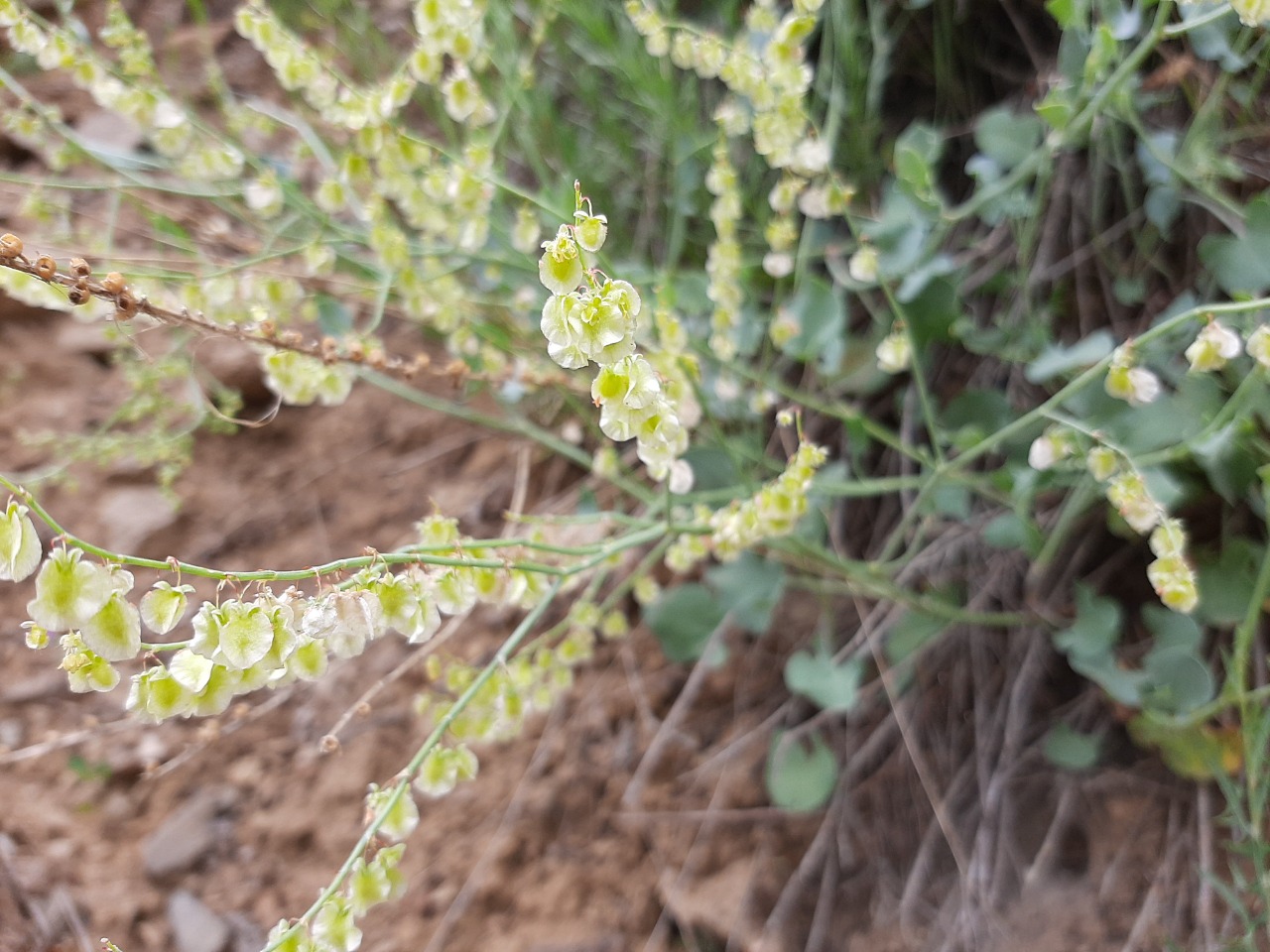 Rumex scutatus