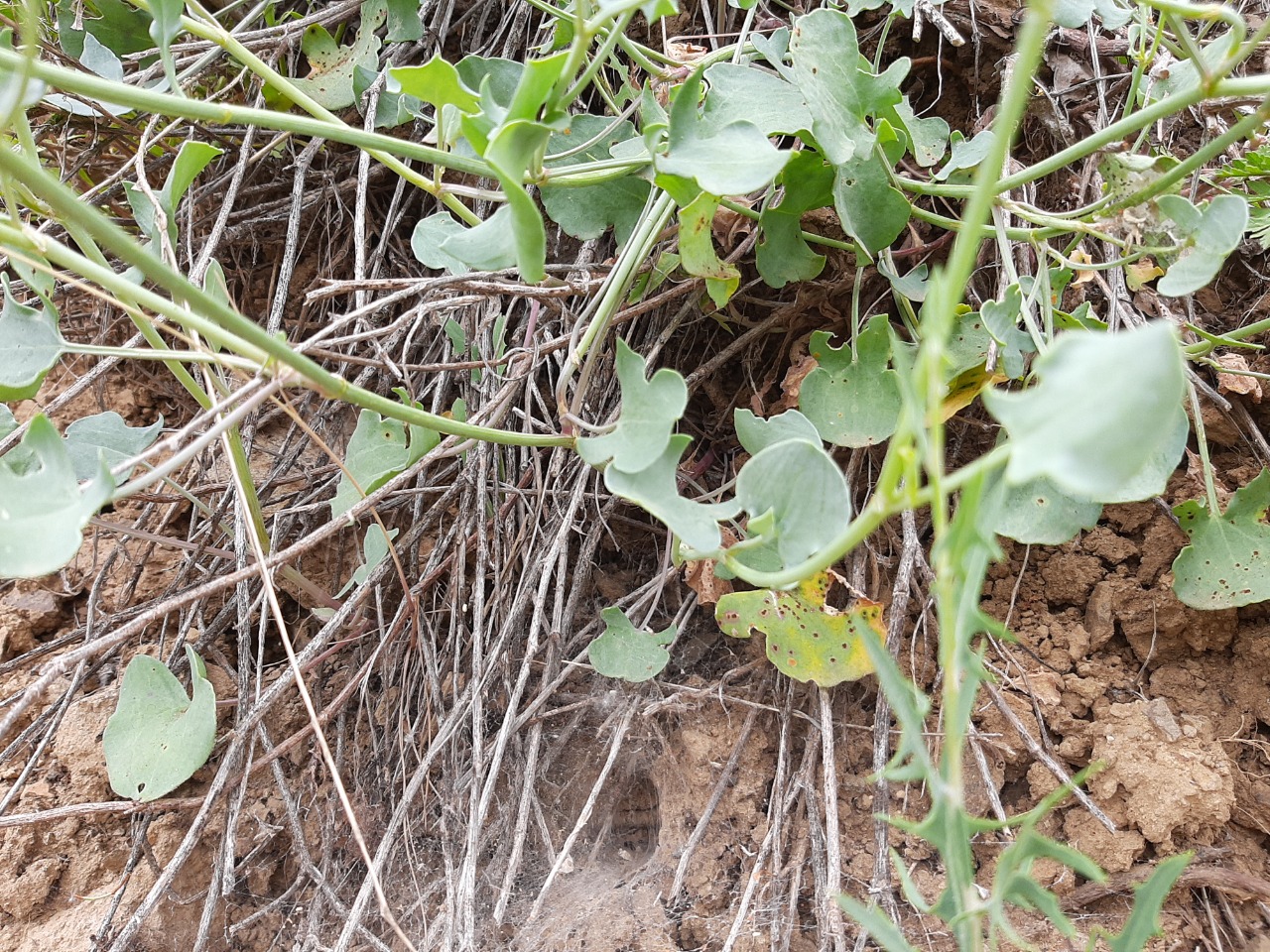 Rumex scutatus