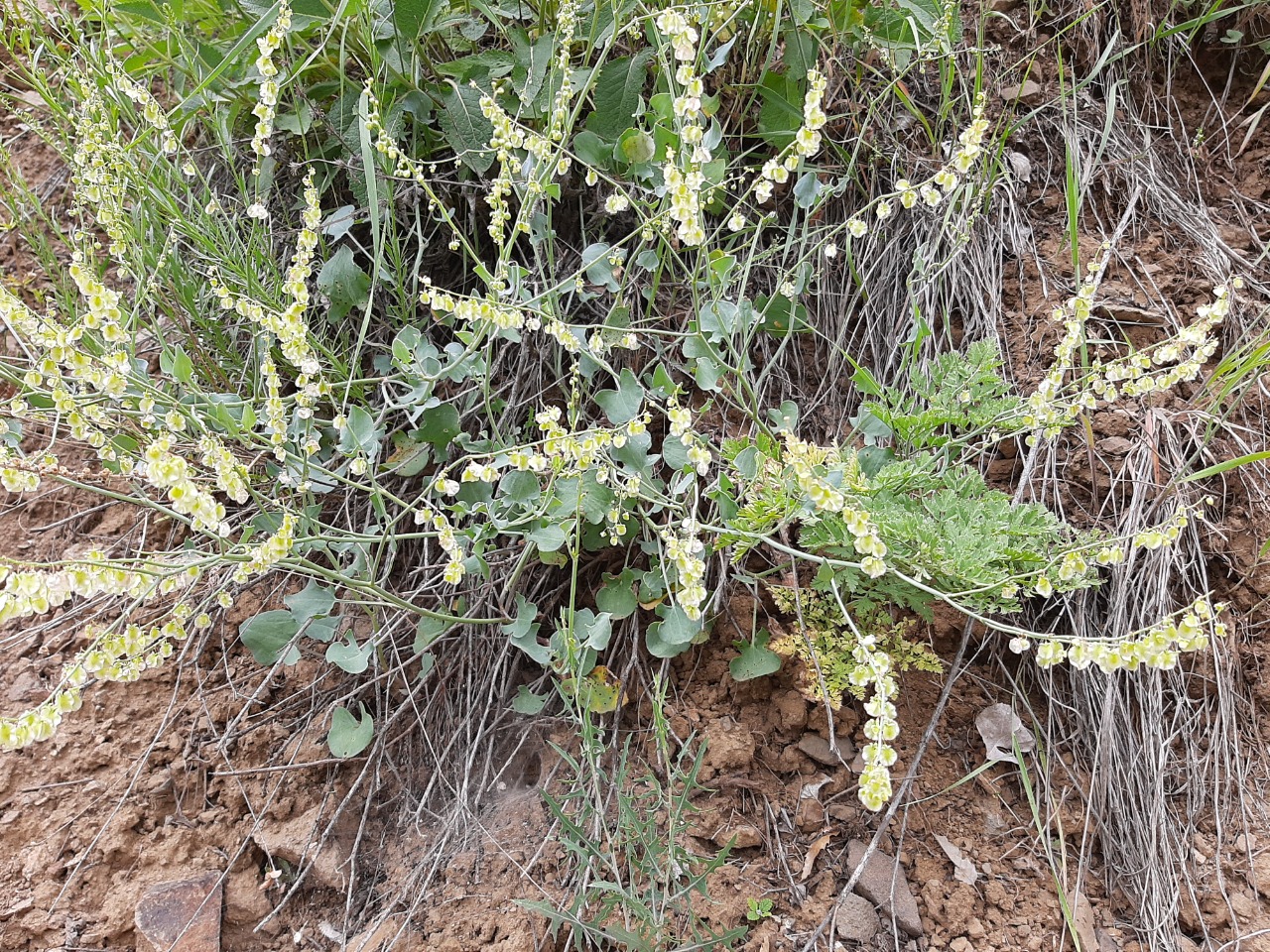 Rumex scutatus
