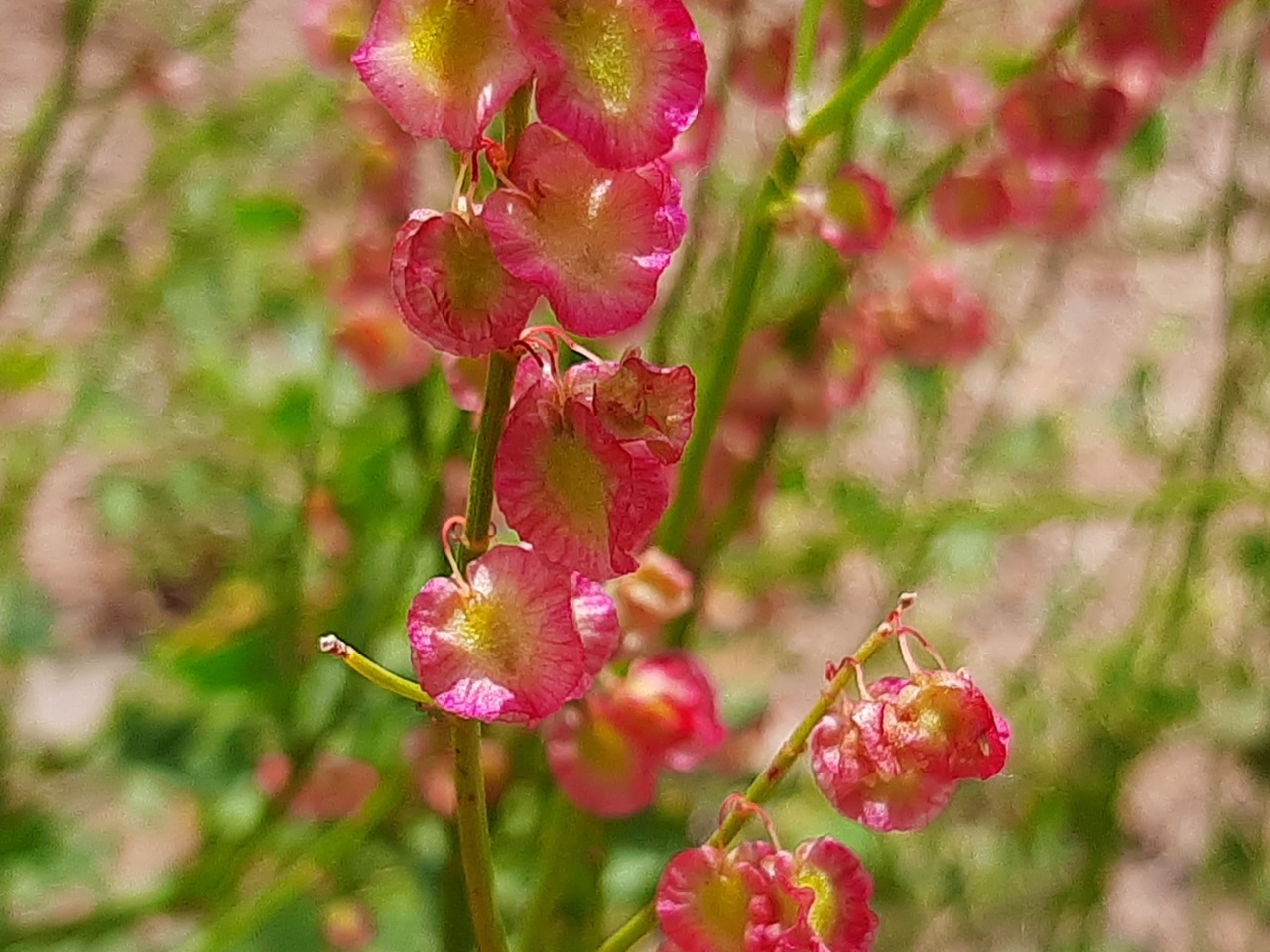 Rumex scutatus