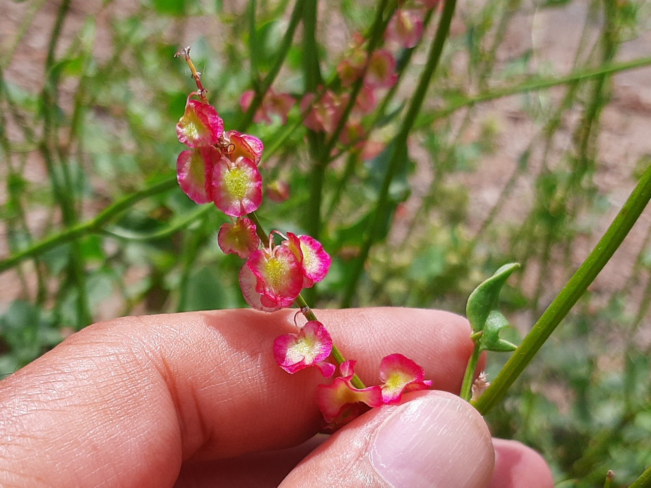 Rumex scutatus