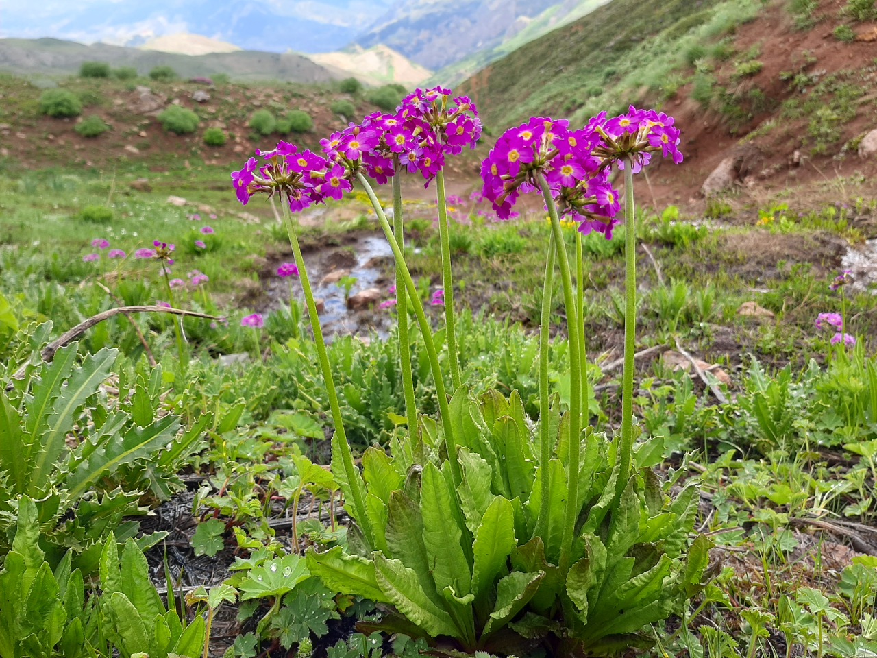 Primula longipes