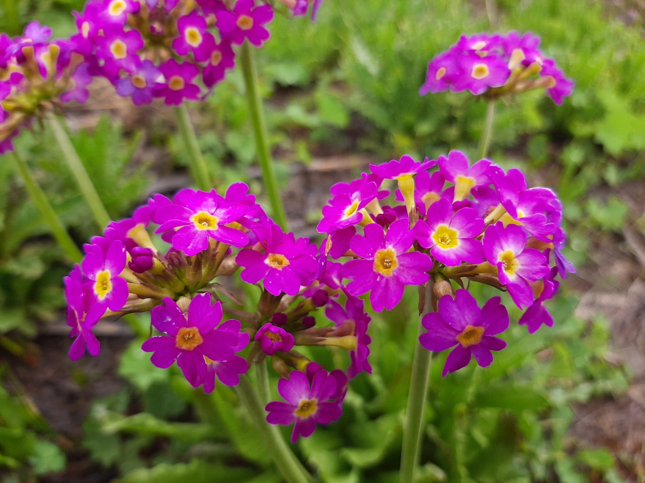 Primula longipes