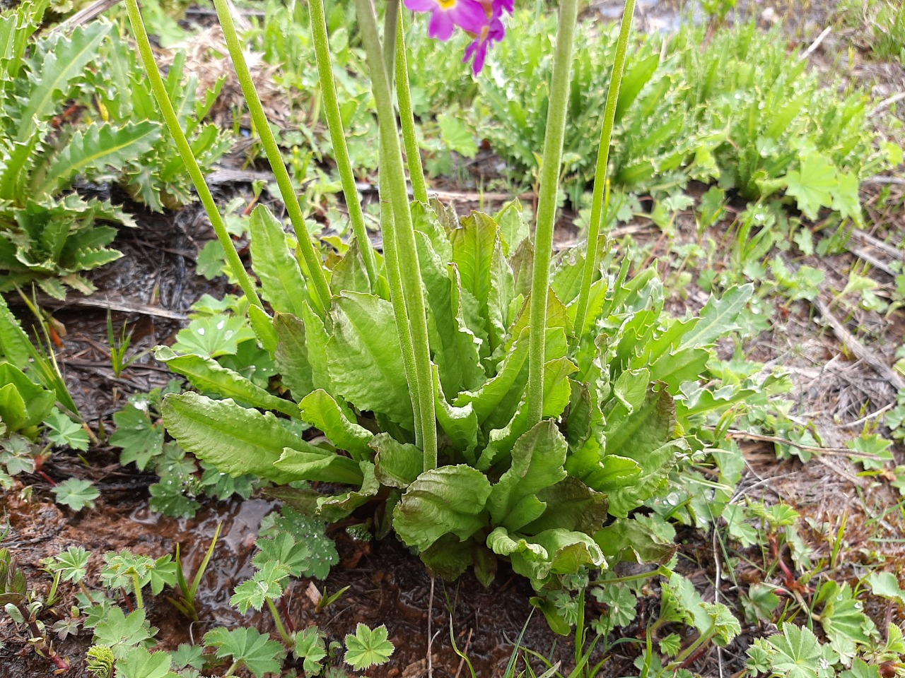 Primula longipes