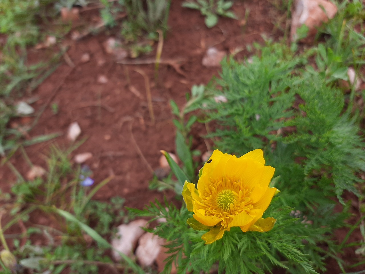 Adonis cyllenea var. paryadrica