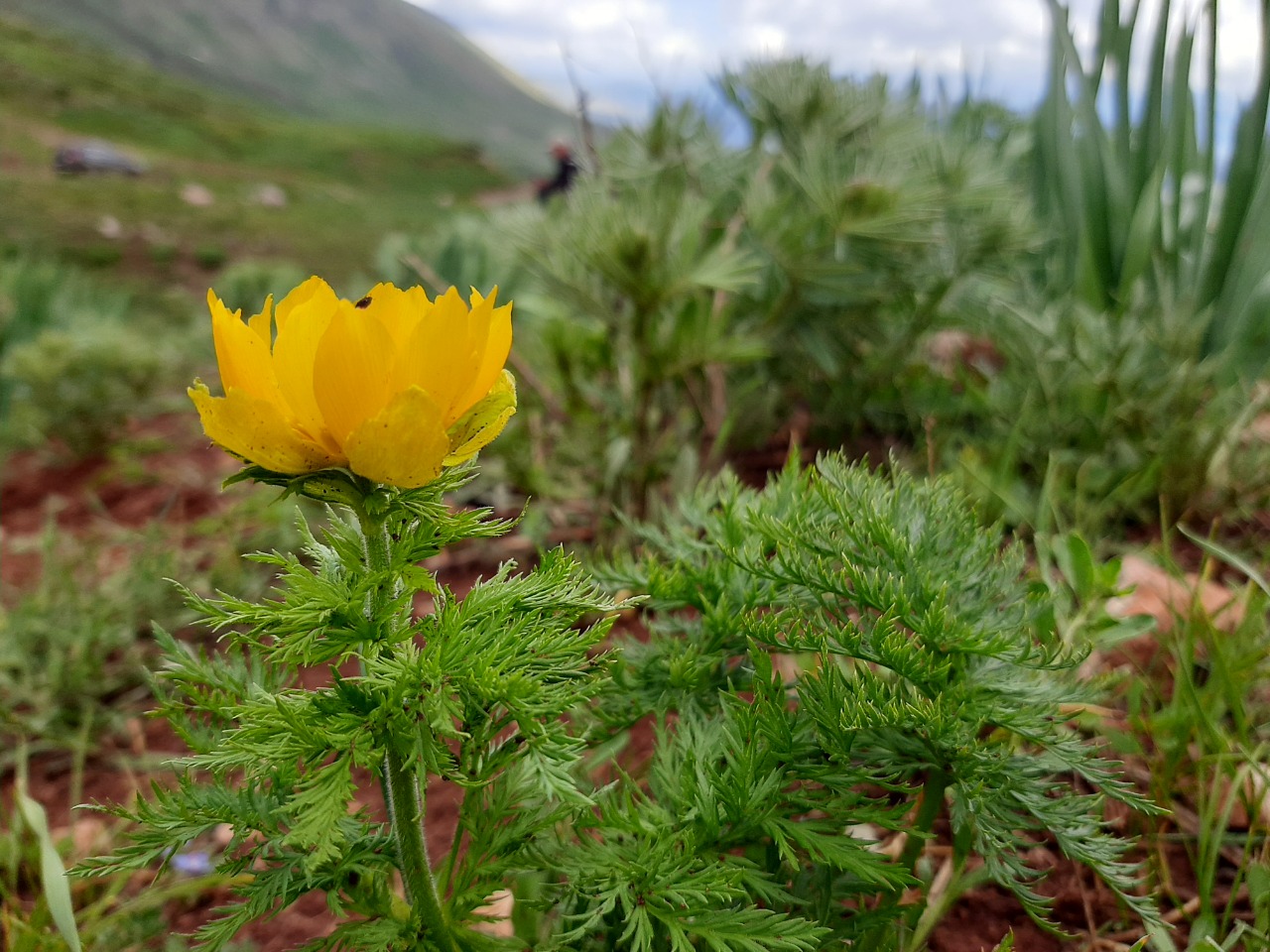 Adonis cyllenea var. paryadrica