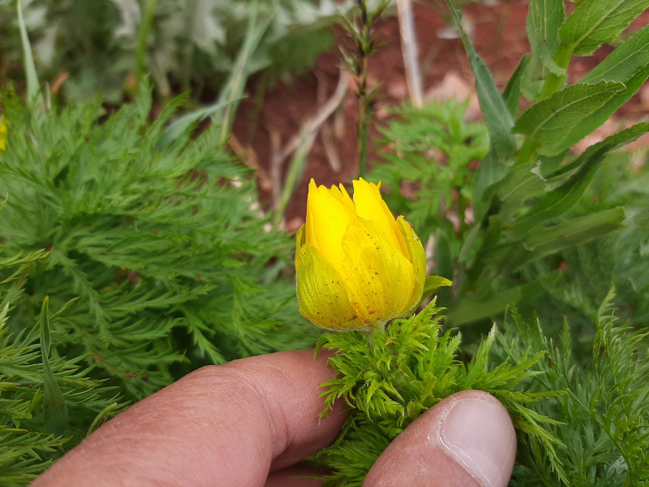 Adonis cyllenea var. paryadrica