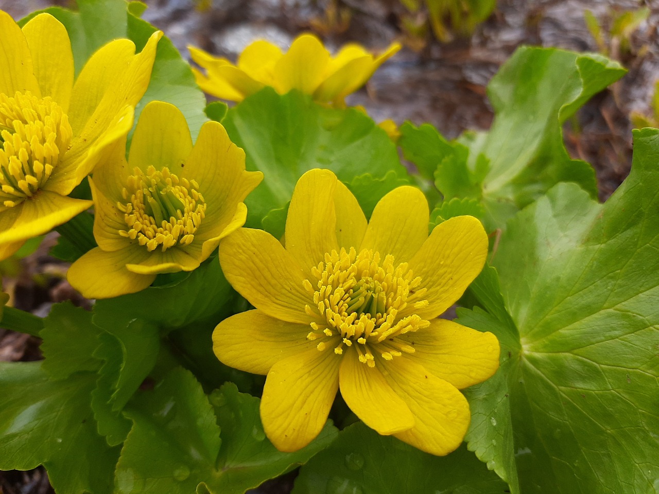 Caltha palustris