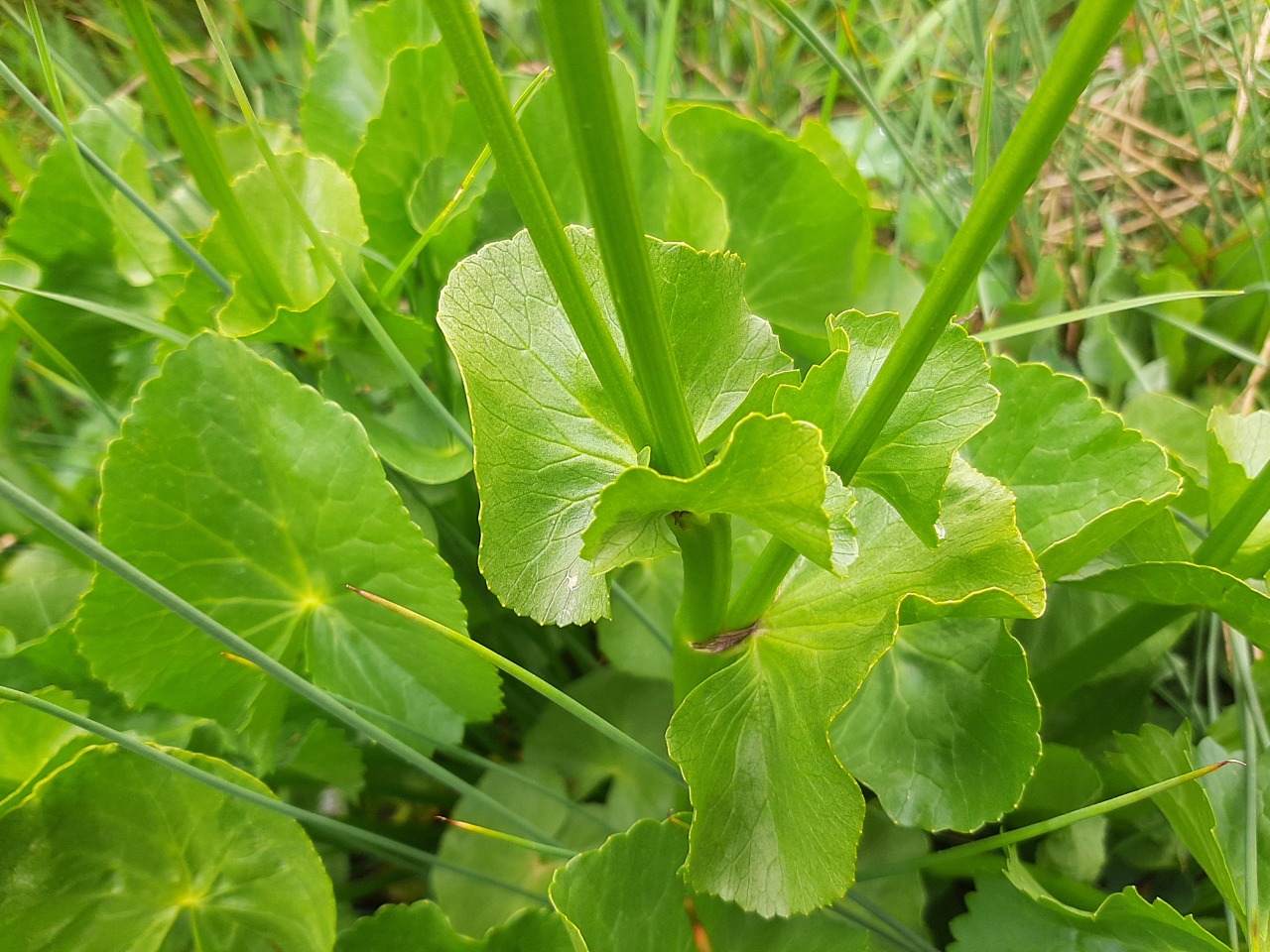 Caltha palustris