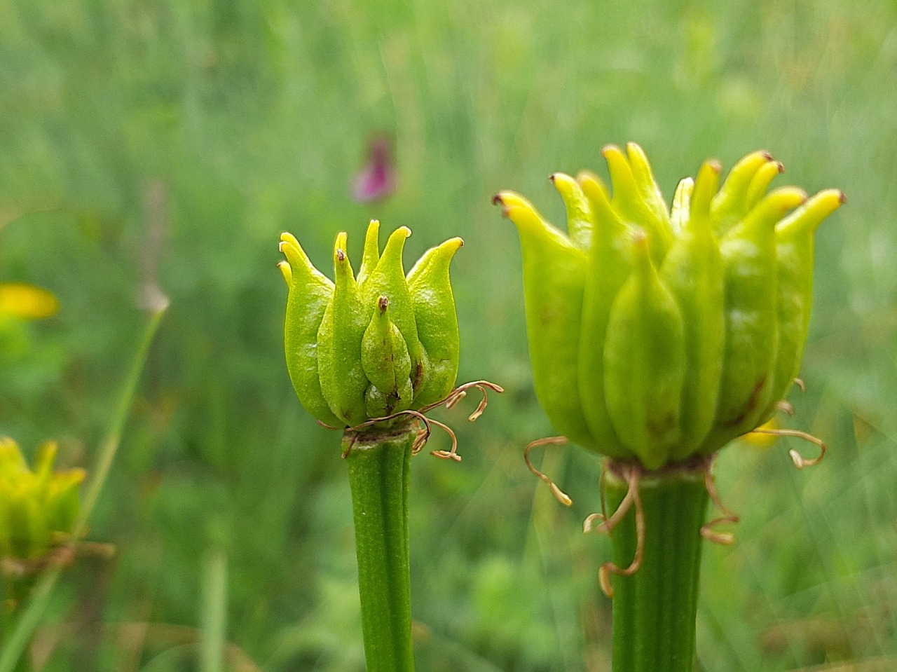 Caltha palustris