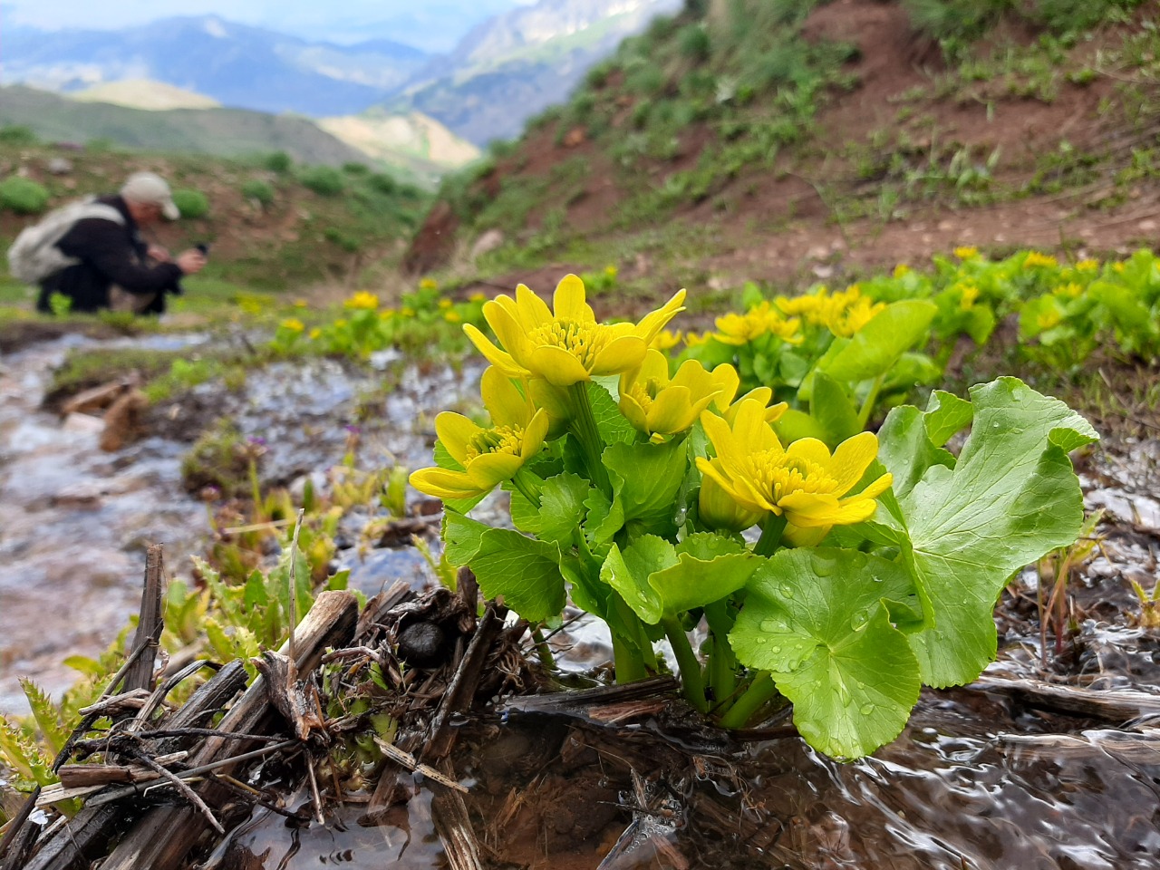 Caltha palustris