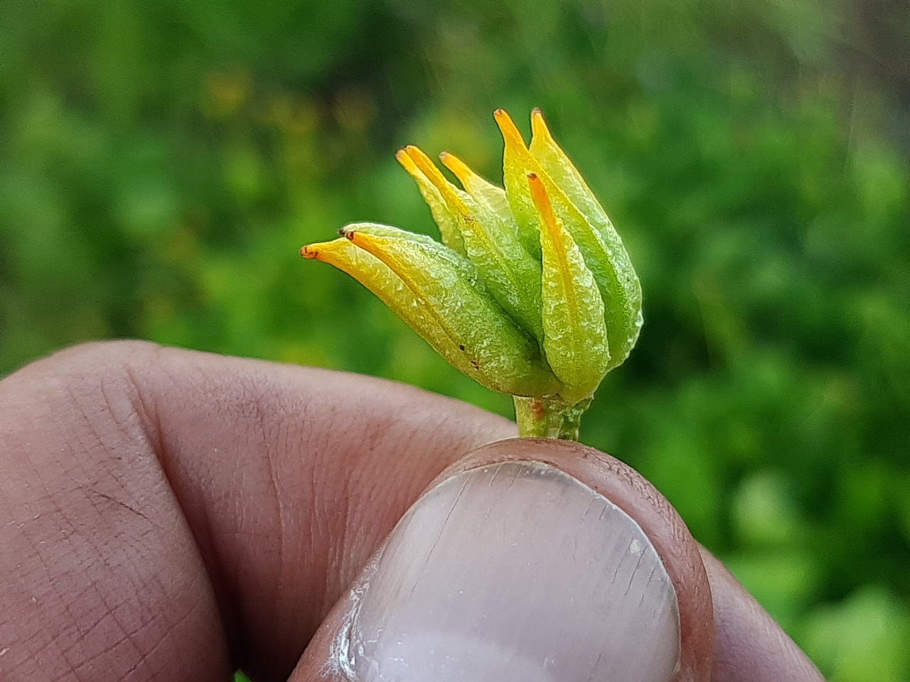 Caltha palustris