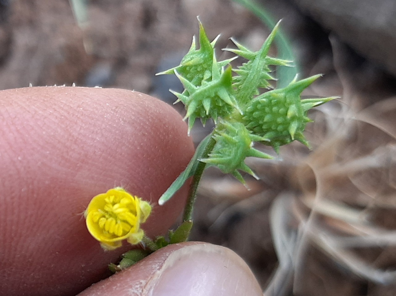 Ranunculus arvensis